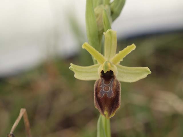 Orchidee dalla murgia Materana